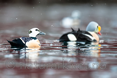 BB 12 0361 / Polysticta stelleri / Stellerand <br /> Somateria spectabilis / Praktærfugl